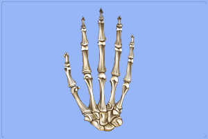 мрт руки, анатомия